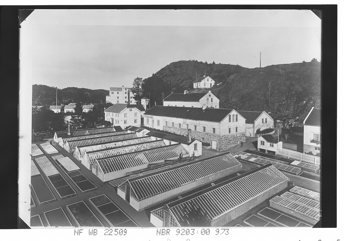Anders Beer Wilse, Prot: Grimstad Gartneri