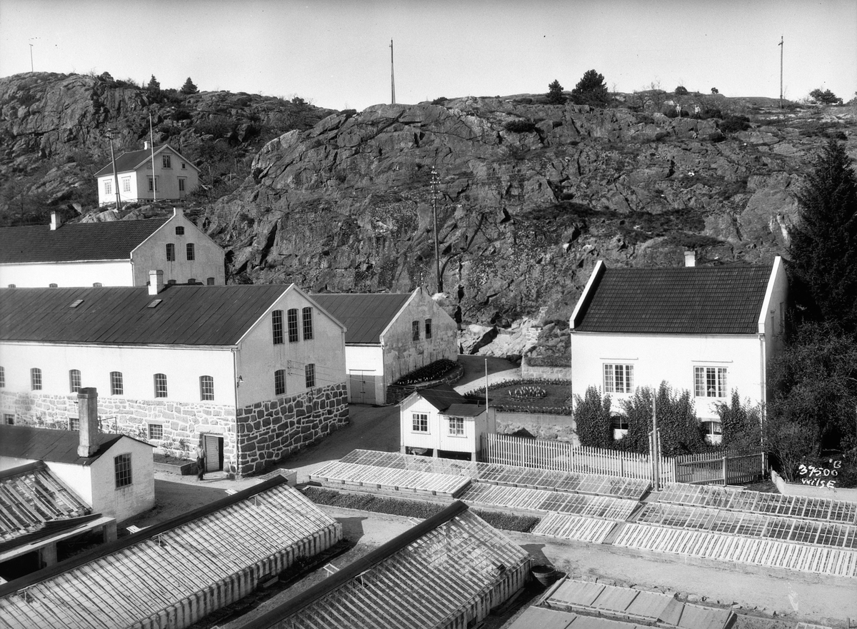 Anders Beer Wilse, Prot: Grimstad Gartneri Pano