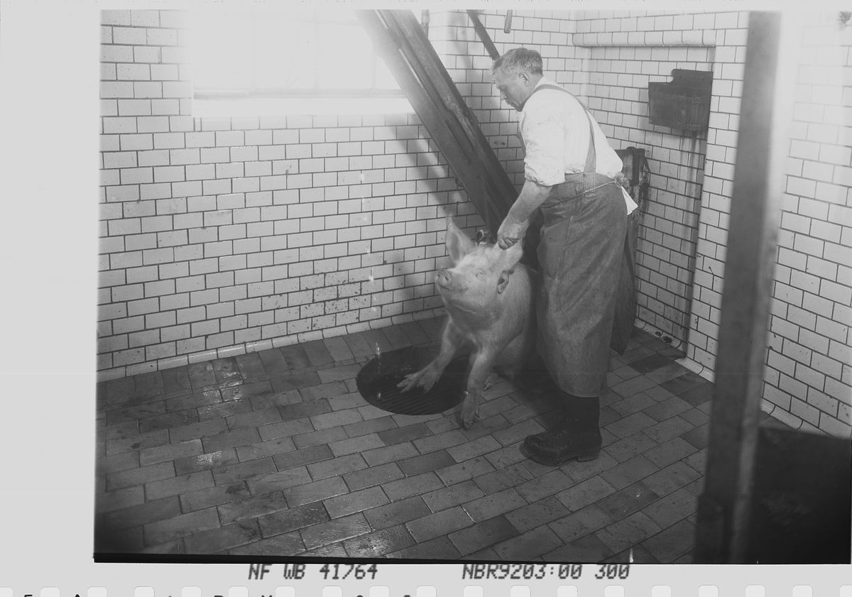 Anders Beer Wilse, Prot: Fellesslagteriet