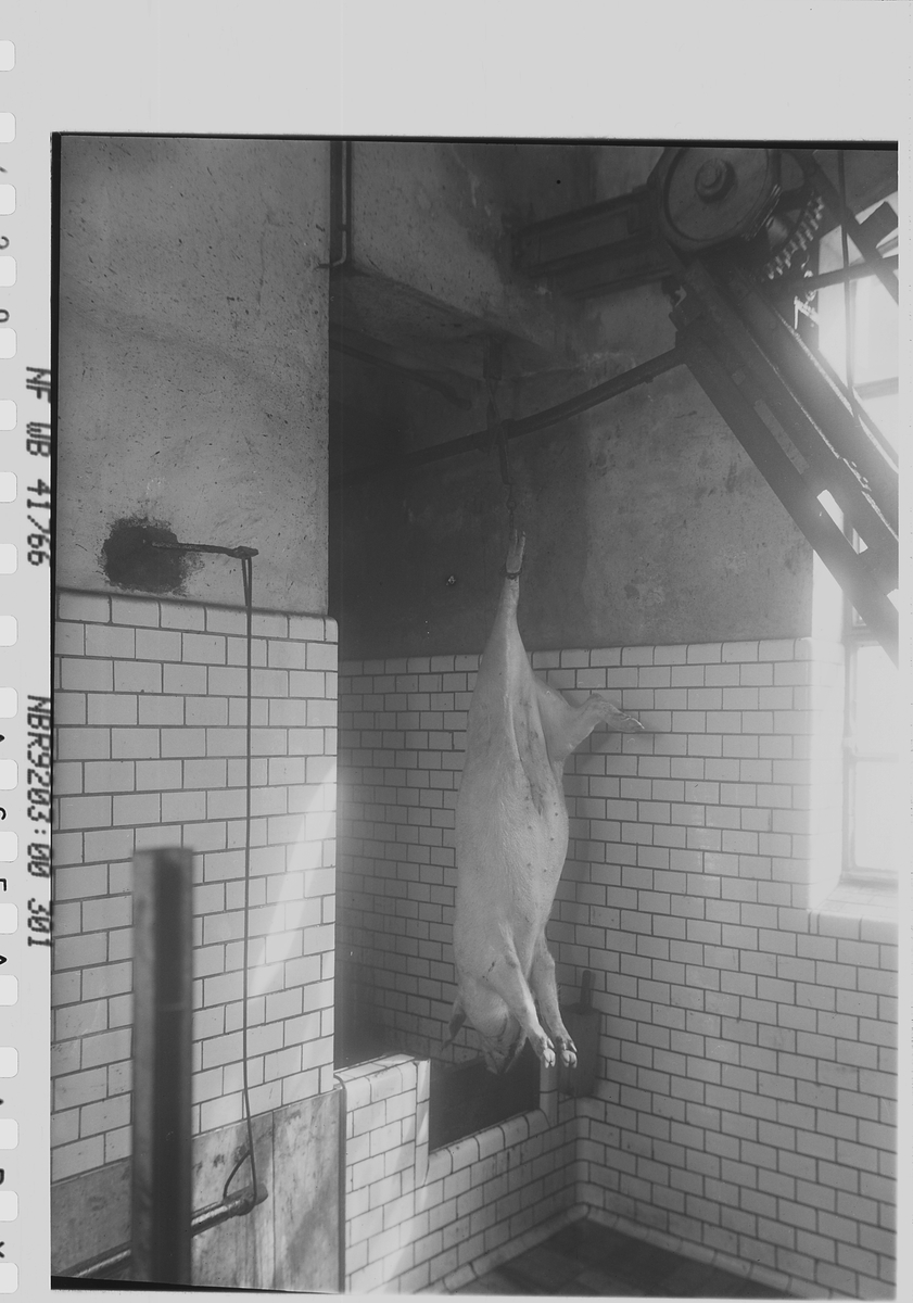 Anders Beer Wilse, Prot: Fellesslagteriet
