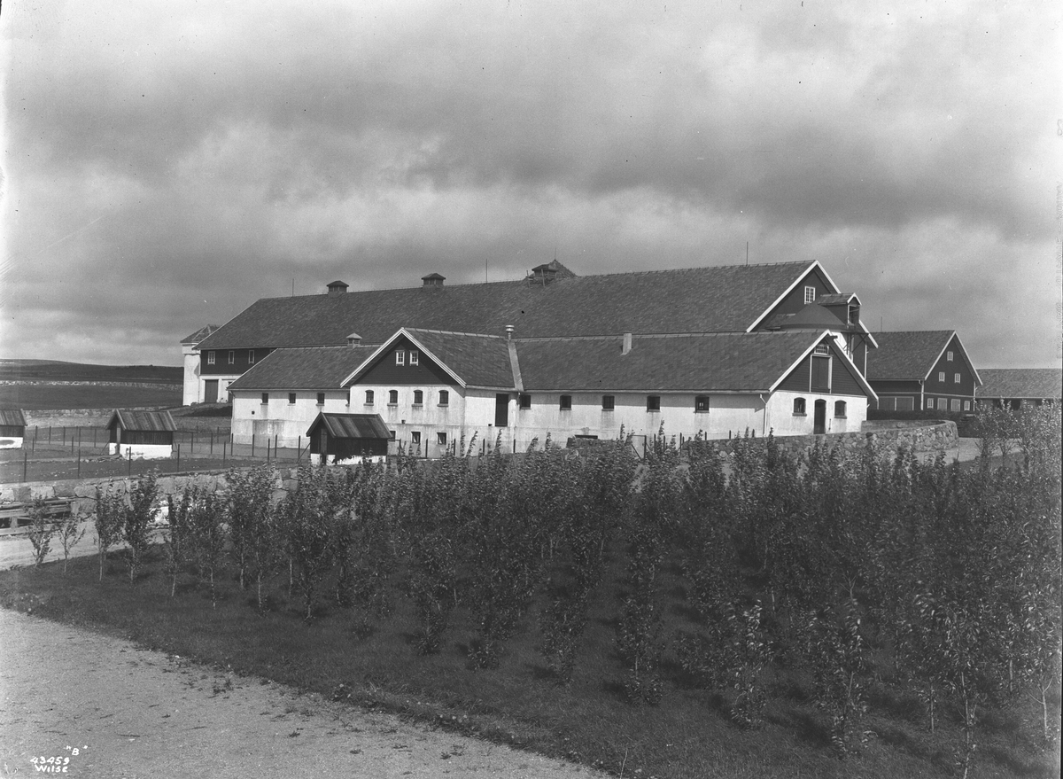 Anders Beer Wilse, Prot: Opstad arbeidsanst Svinehus 24/5-4/6 Konv: Fjøs
