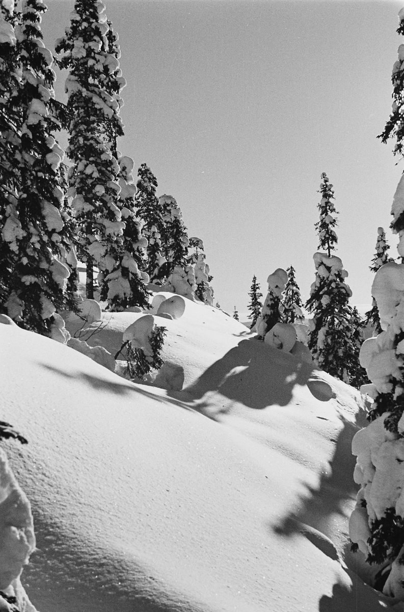 Anders Beer Wilse, Prot: Nordmarka Gumælius