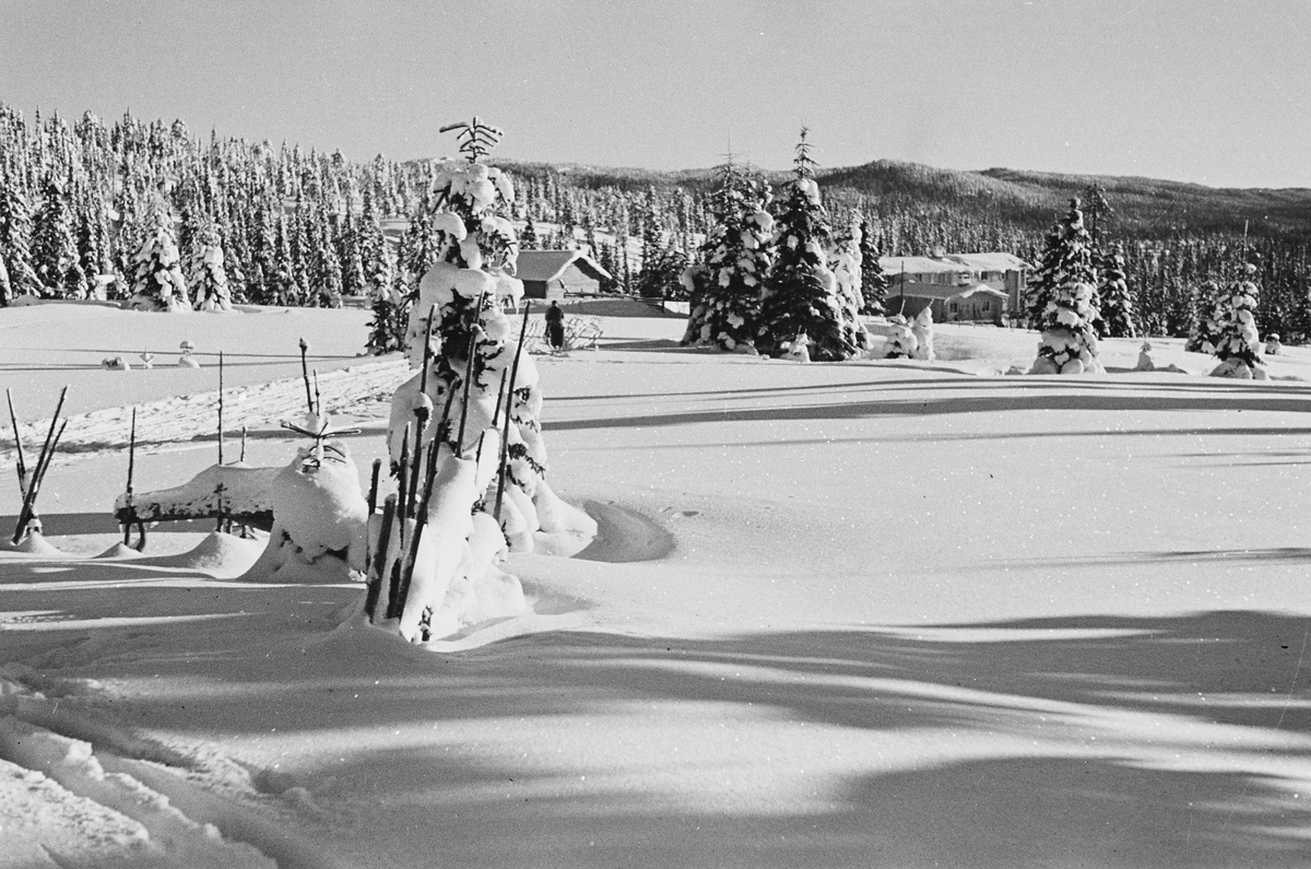 Anders Beer Wilse, Prot: Nordmarka
