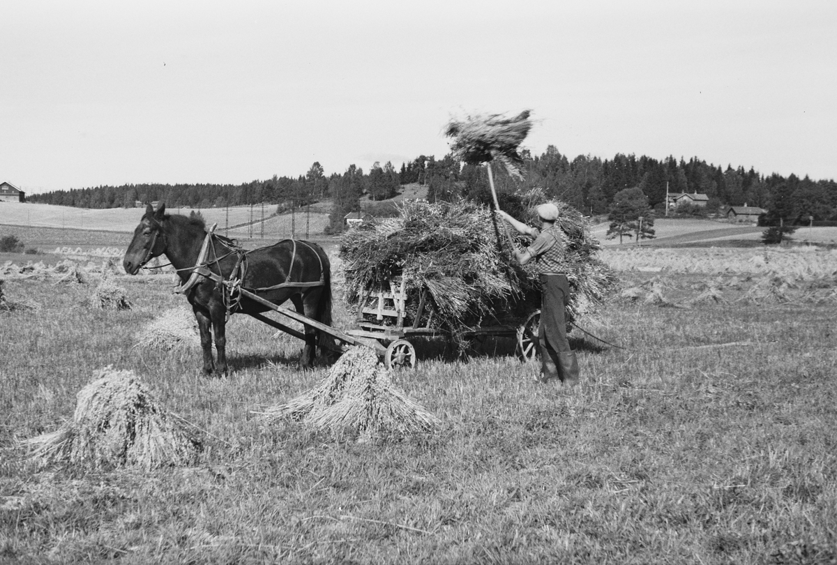 Anders Beer Wilse, Prot: Kornet Kjöres inn