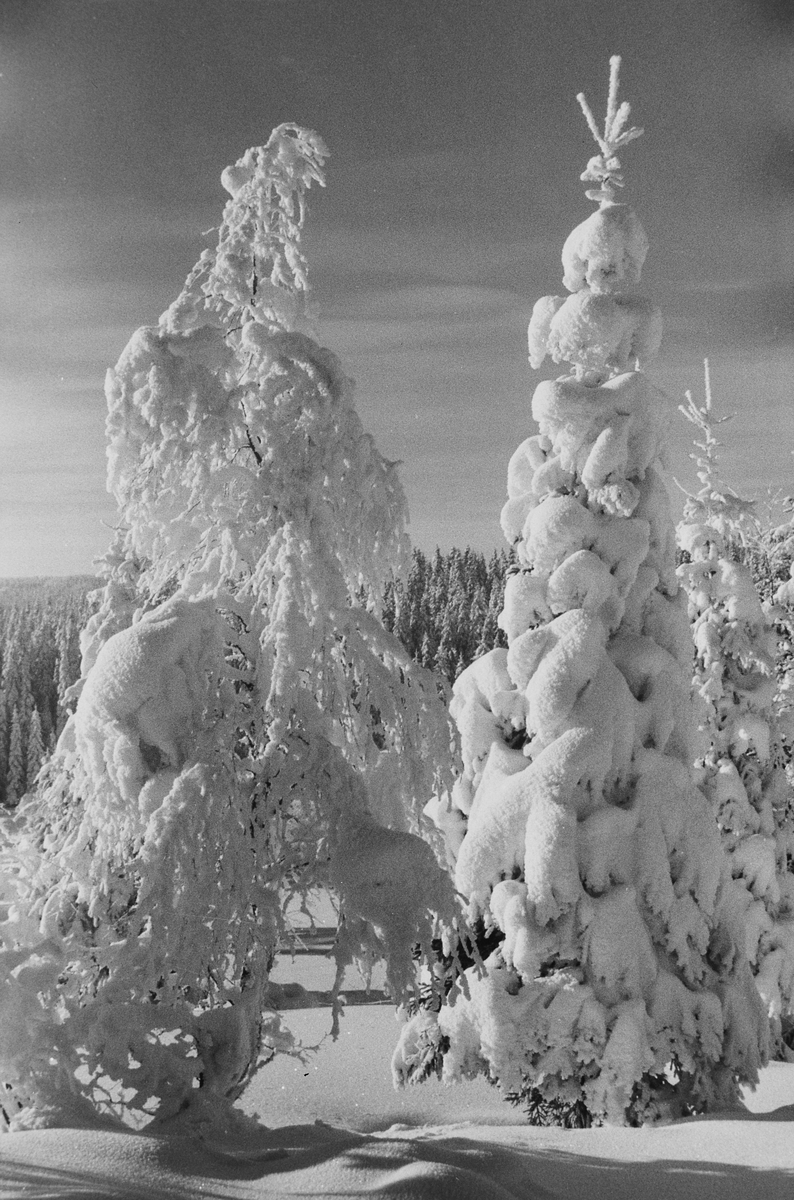 Anders Beer Wilse, Prot: Vinter - Nordmarka