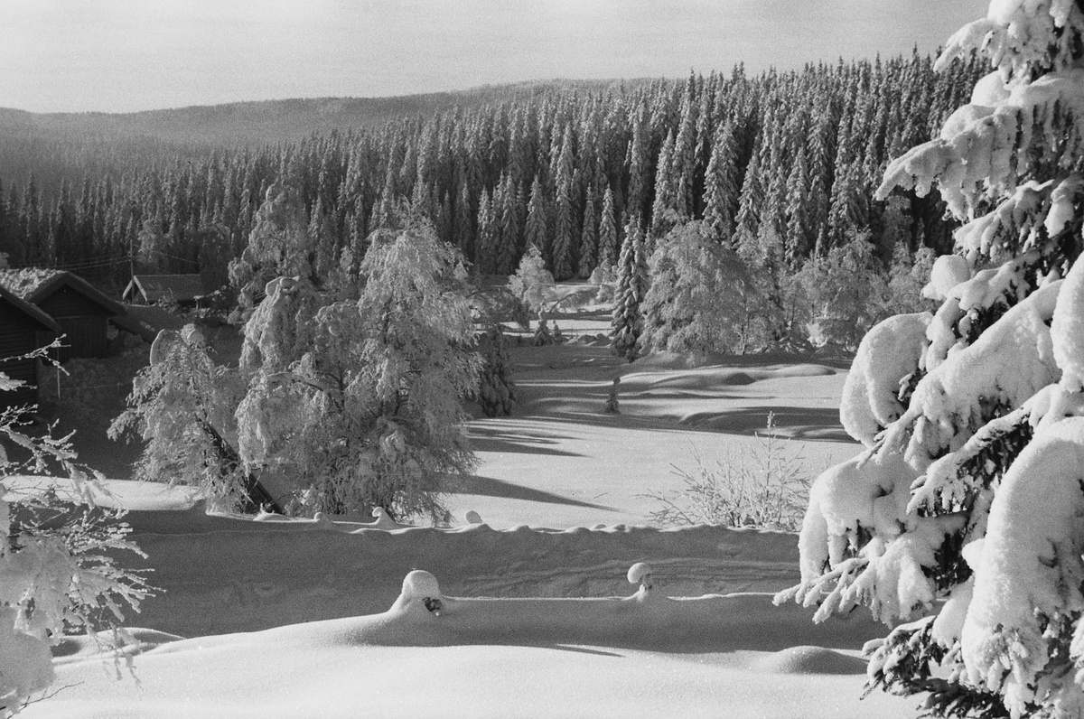 Anders Beer Wilse, Prot: Vinter Nordmarka