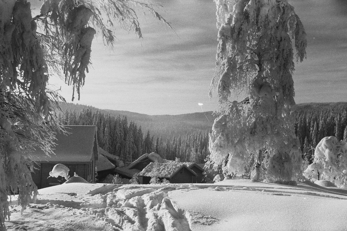 Anders Beer Wilse, Prot: Vinter Nordmarka