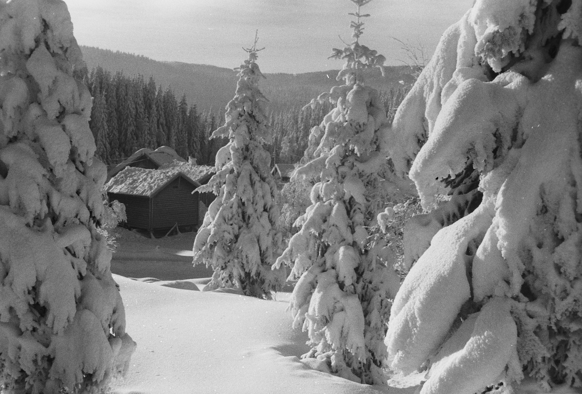 Anders Beer Wilse, Prot: Vinter Nordmarka
