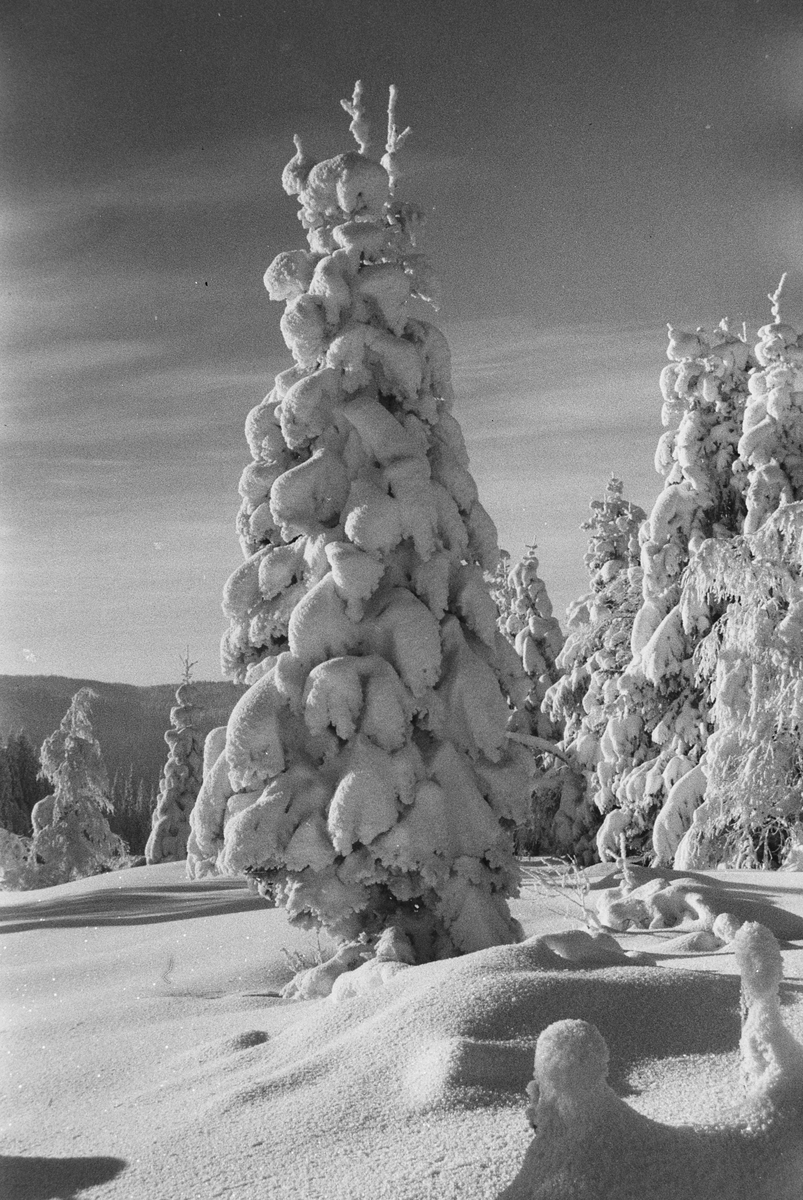 Anders Beer Wilse, Prot: Vinter Nordmarka Halvorsen 40