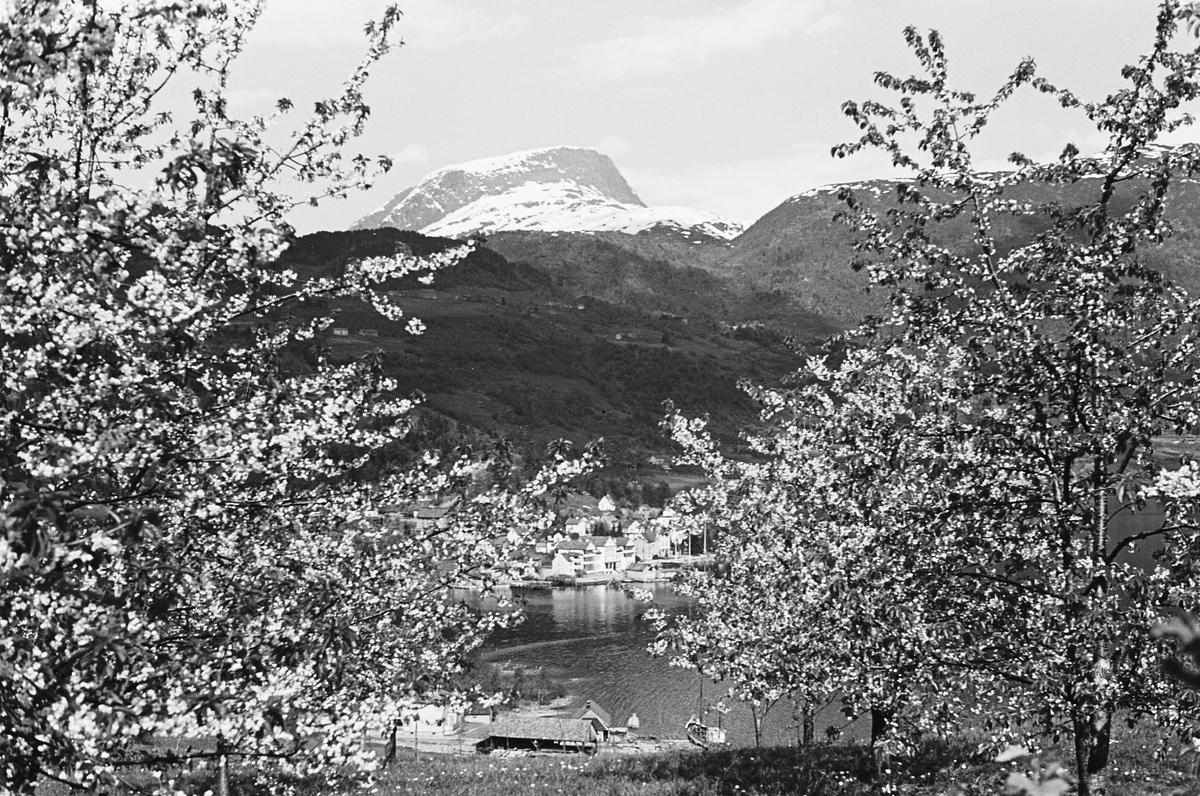 Anders Beer Wilse, Prot: Ulvik