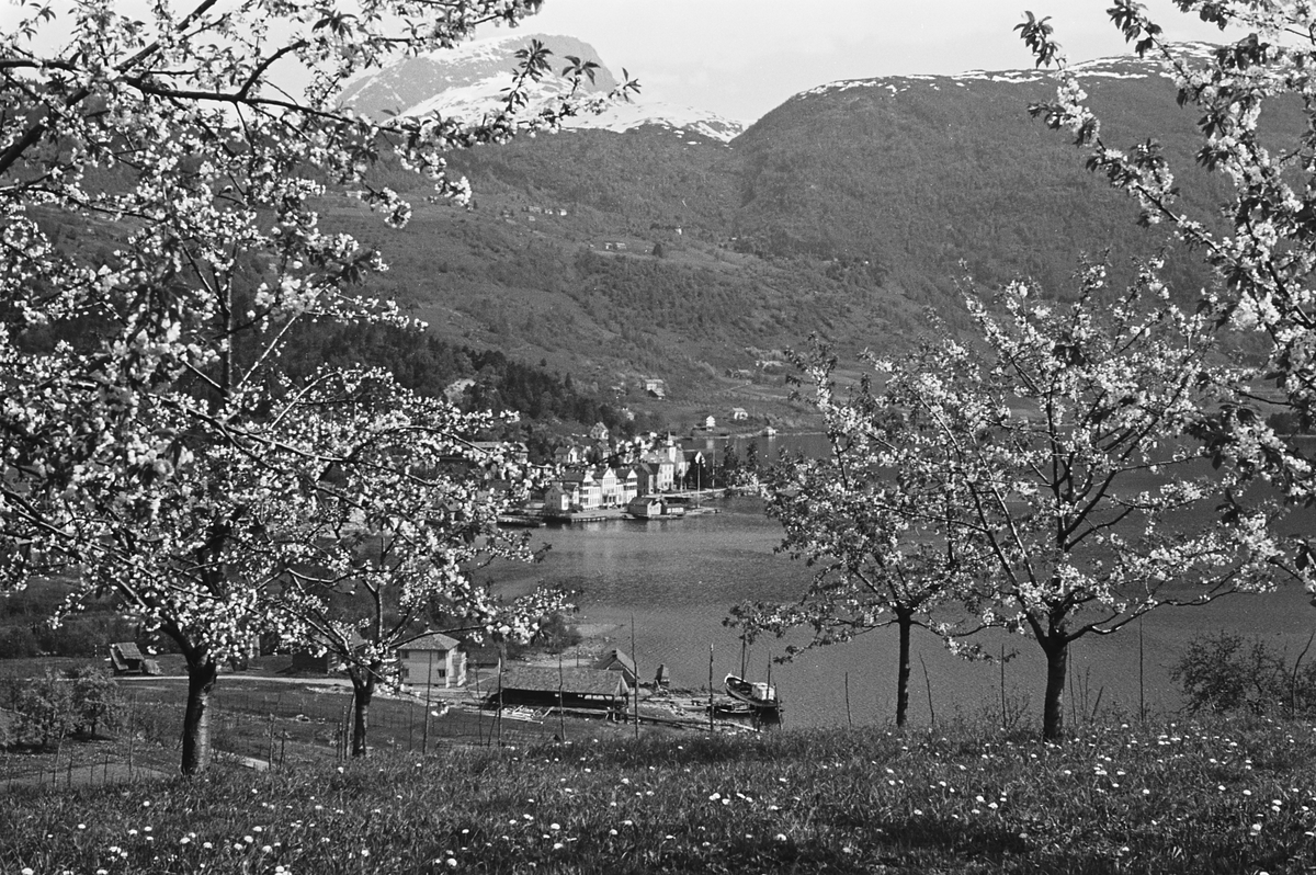 Anders Beer Wilse, Prot: Ulvik