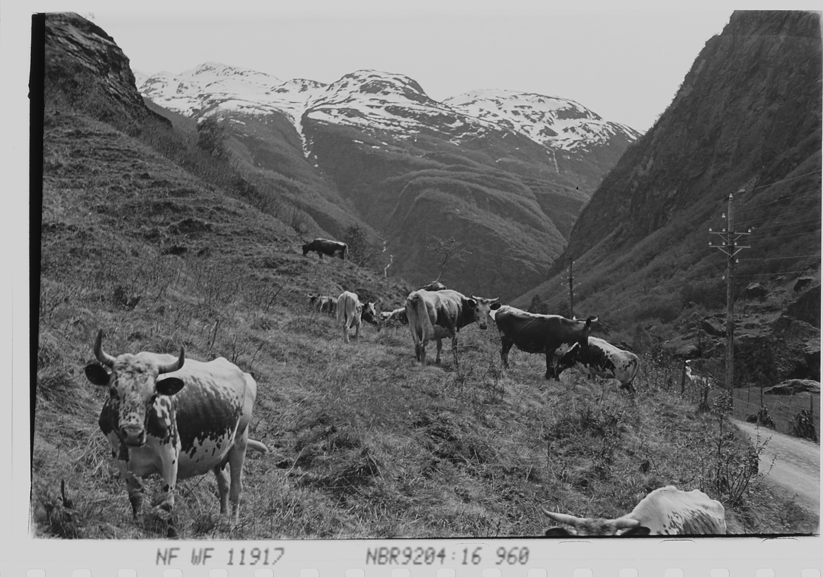 Anders Beer Wilse, Prot: Flåmsdalen - Kreaturer