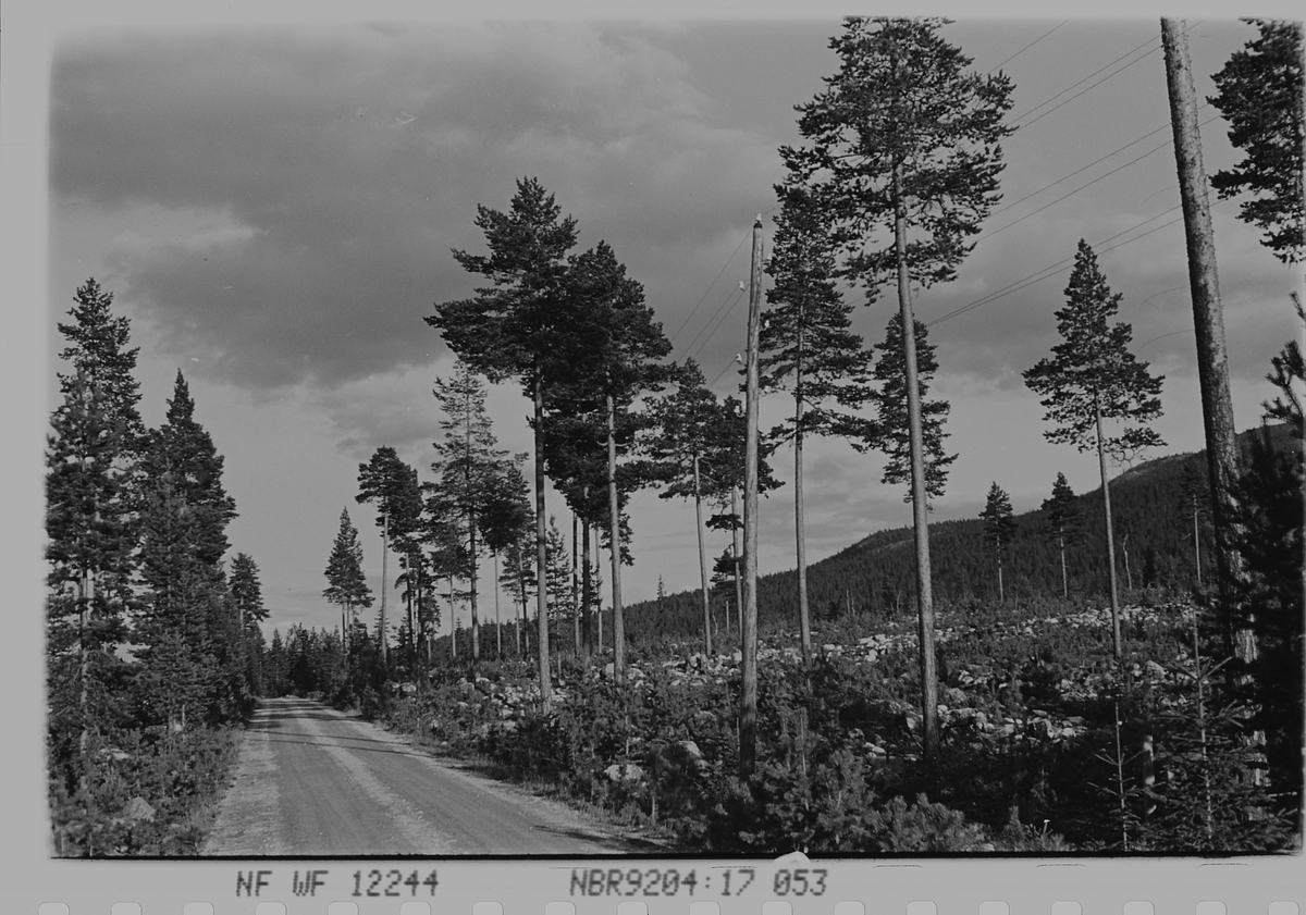 Anders Beer Wilse, Prot: Skog. Renskning. gammel og ny tilvekst