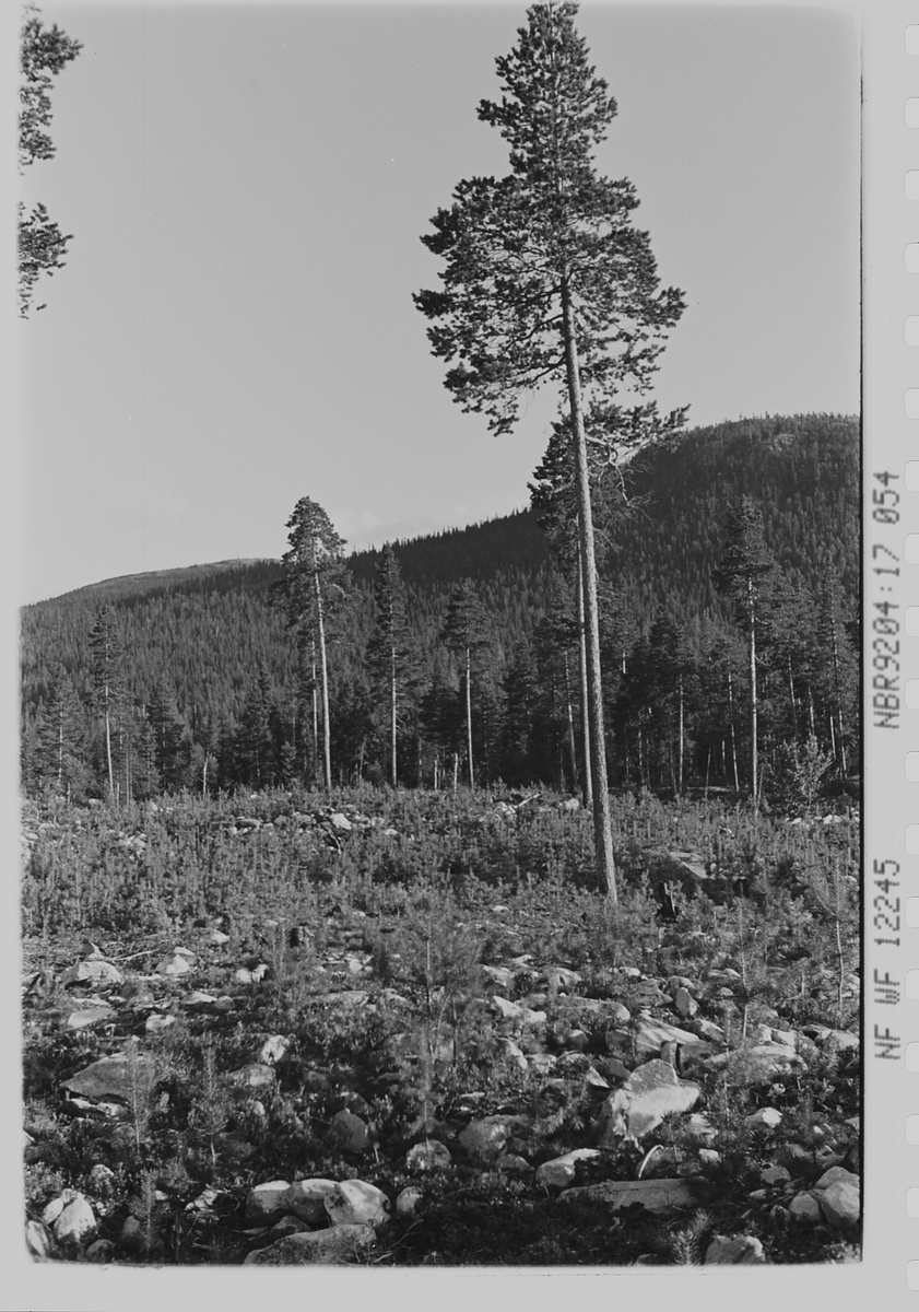 Anders Beer Wilse, Prot: Skog. Renskning. gammel og ny tilvekst