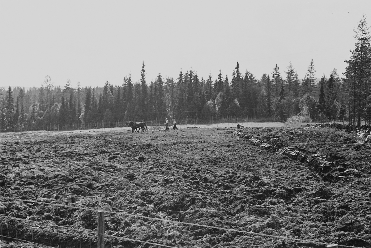 Anders Beer Wilse, Prot: Ny brytning av myrjord