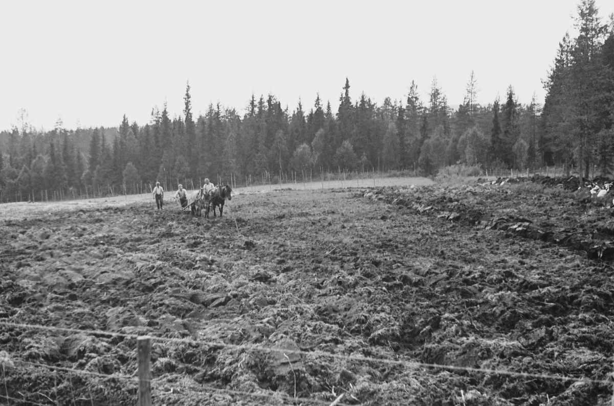 Anders Beer Wilse, Prot: Ny brytning av myrjord
