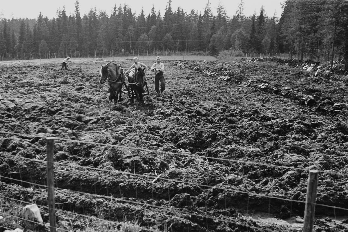 Anders Beer Wilse, Prot: Ny brytning av myrjord