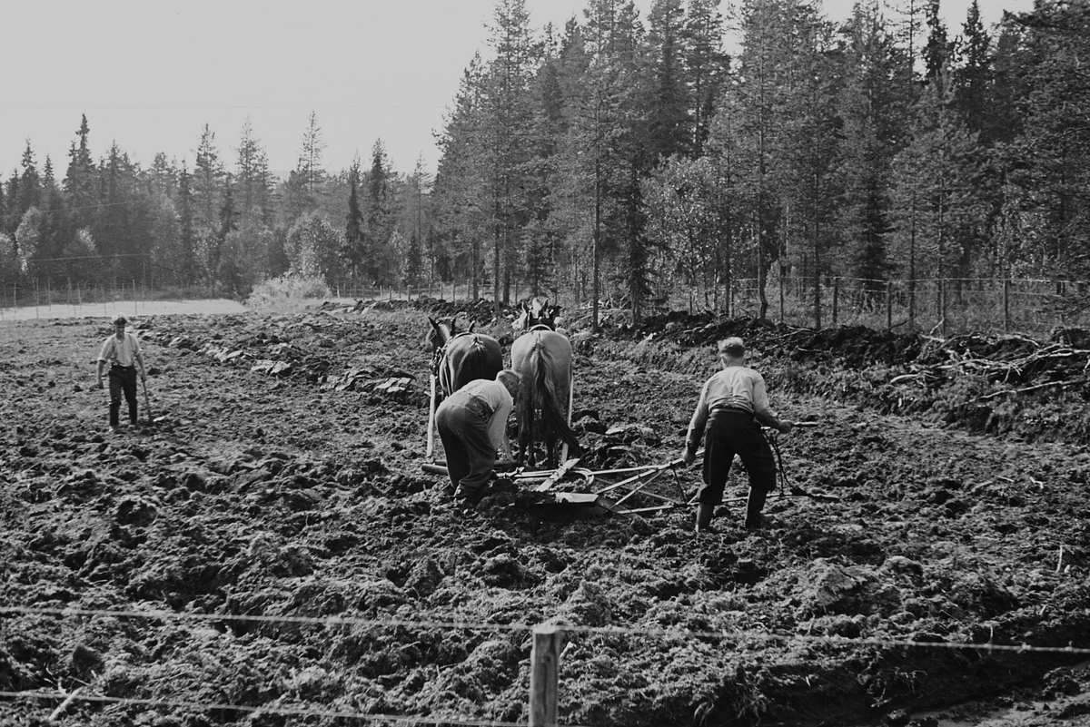 Anders Beer Wilse, Prot: Ny brytning av myrjord