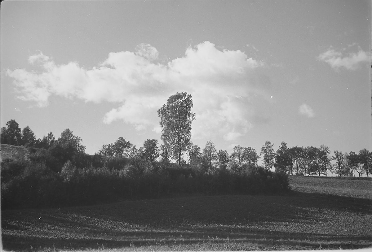 Anders Beer Wilse, Prot: Nordmarka vann