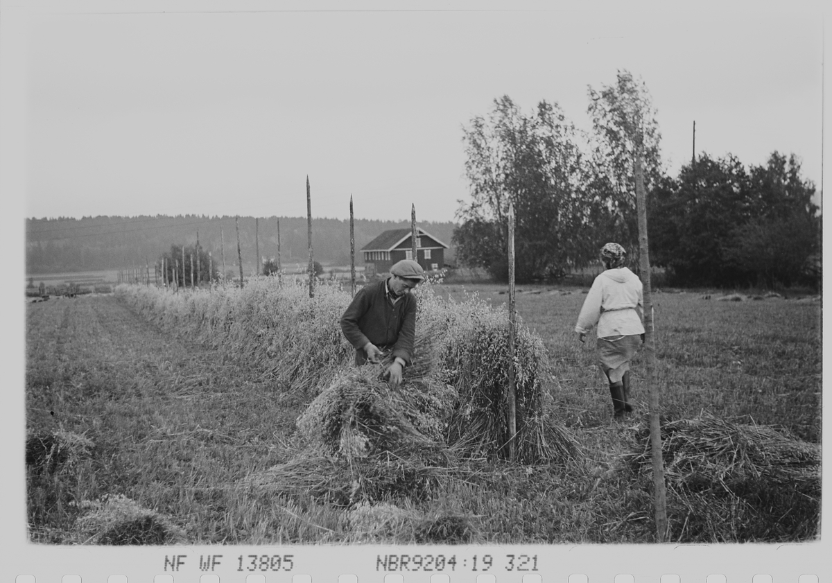 Anders Beer Wilse, Prot: Kornet släes