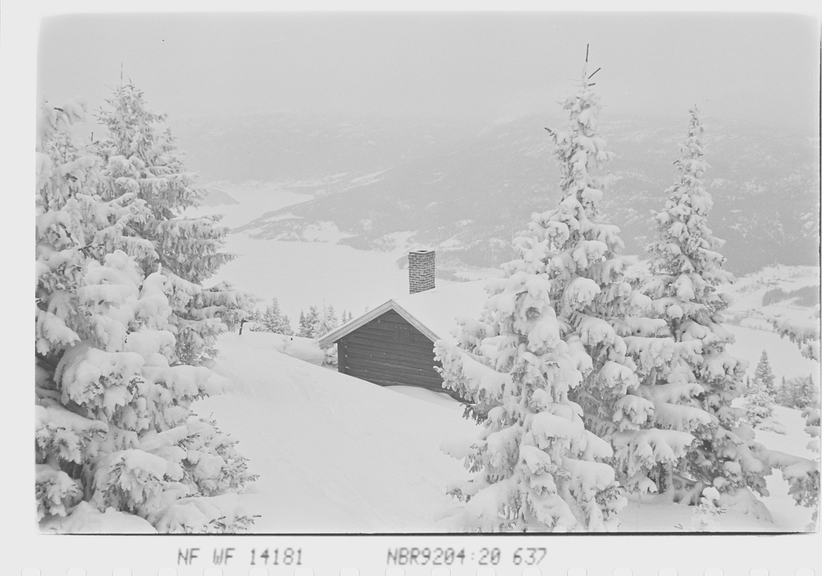 Anders Beer Wilse, Prot: Sneveir. Skogspartier.