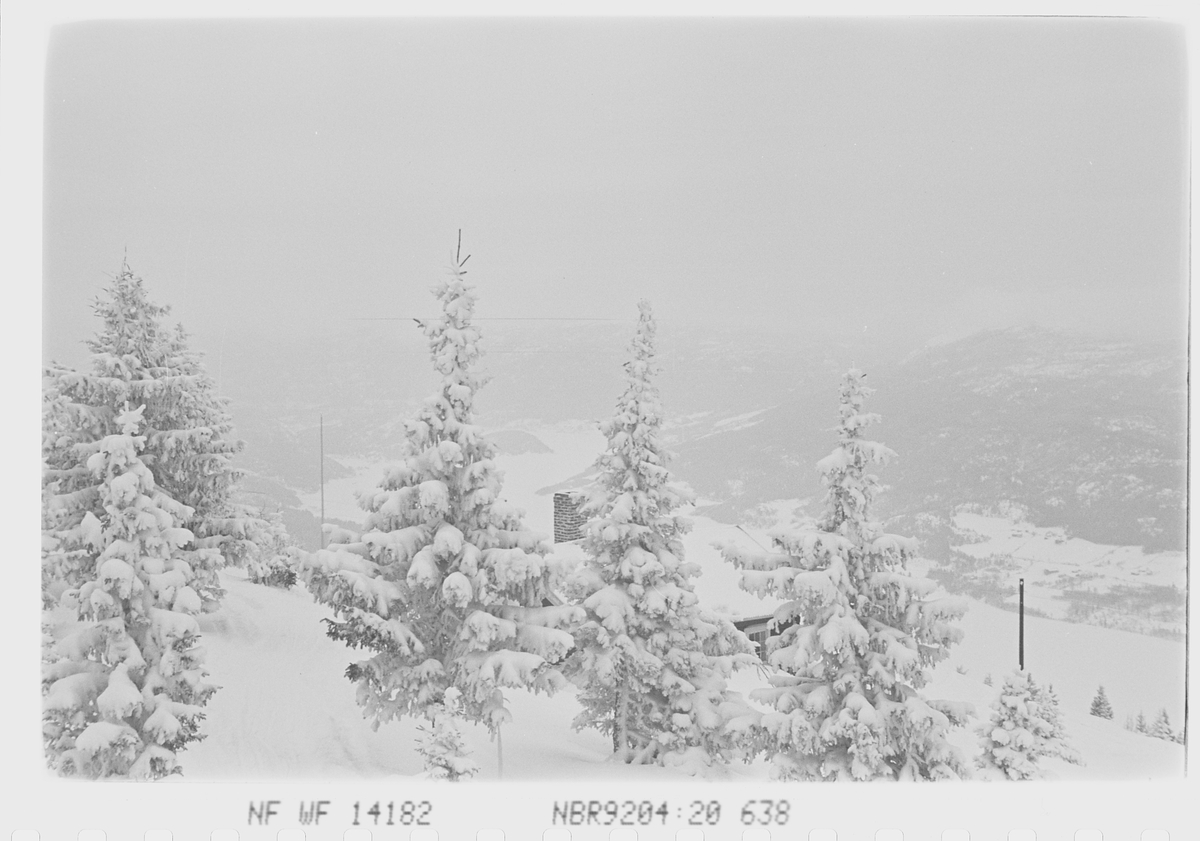 Anders Beer Wilse, Prot: Sneveir. Skogspartier.