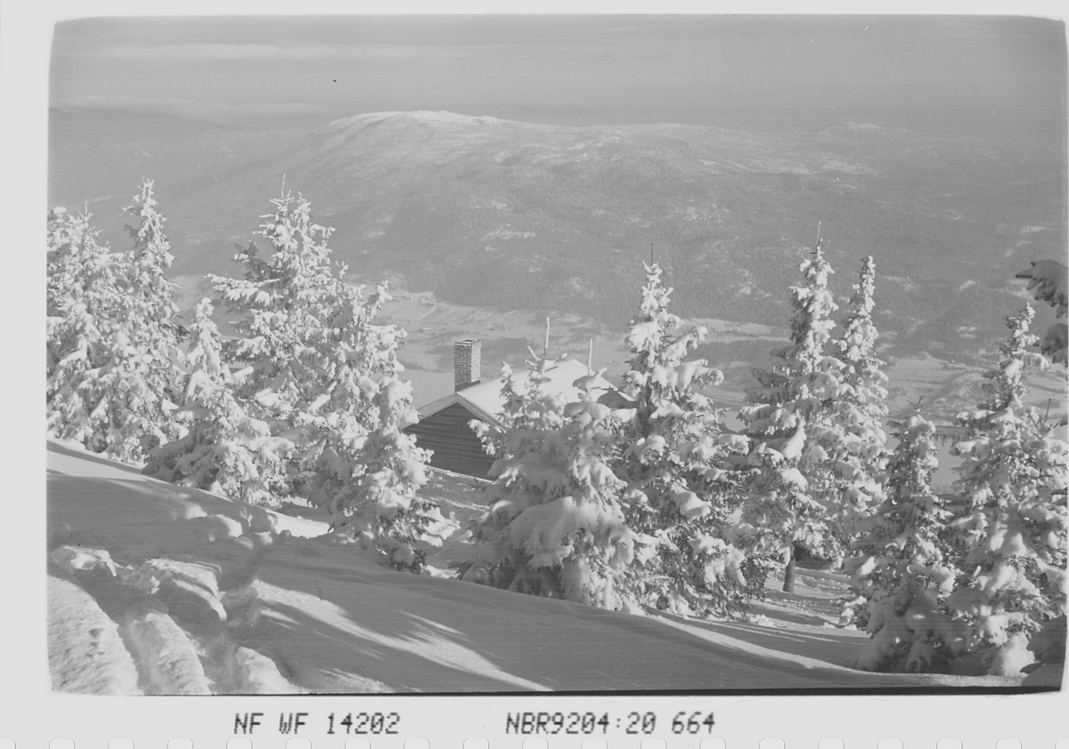 Anders Beer Wilse, Prot: Skogen