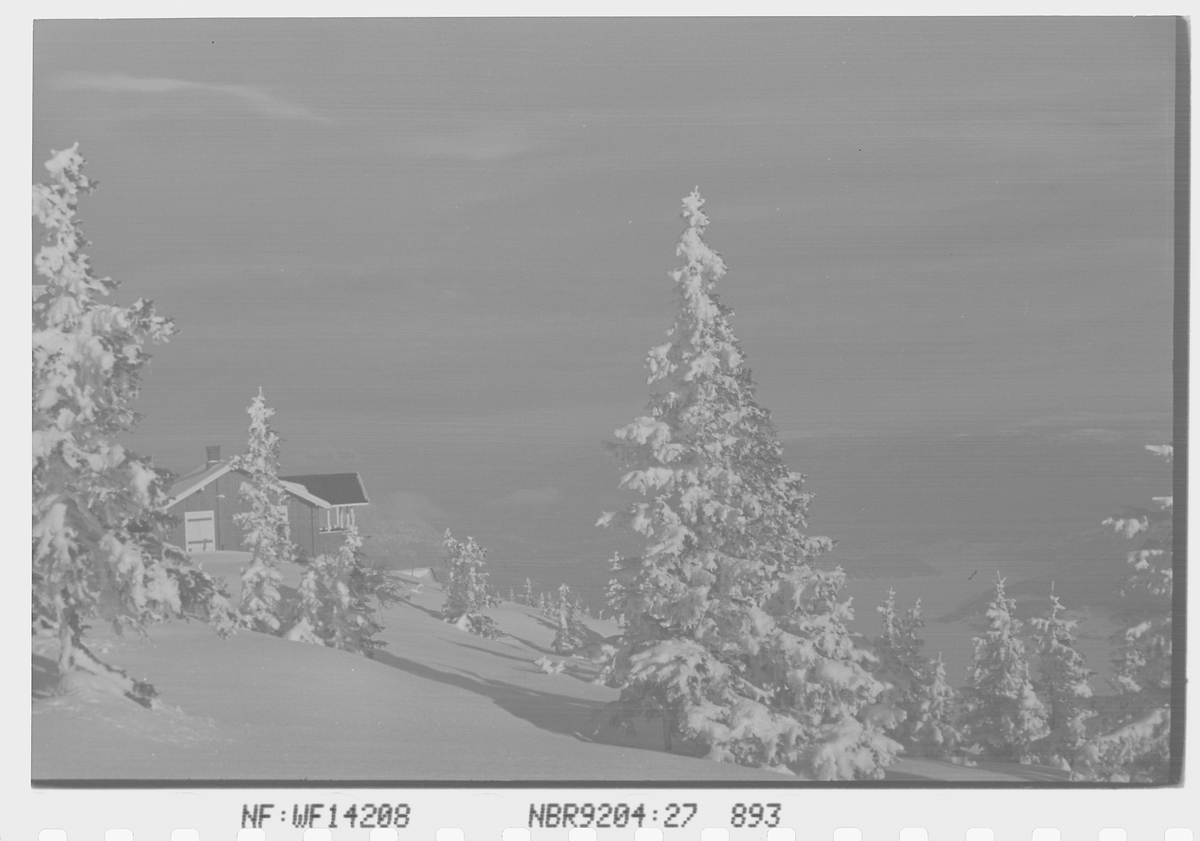 Anders Beer Wilse, Prot: Skogen