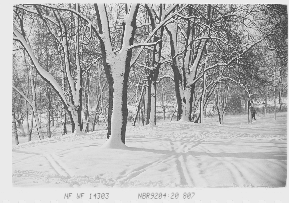 Anders Beer Wilse, Prot: Vinter Slottsparken