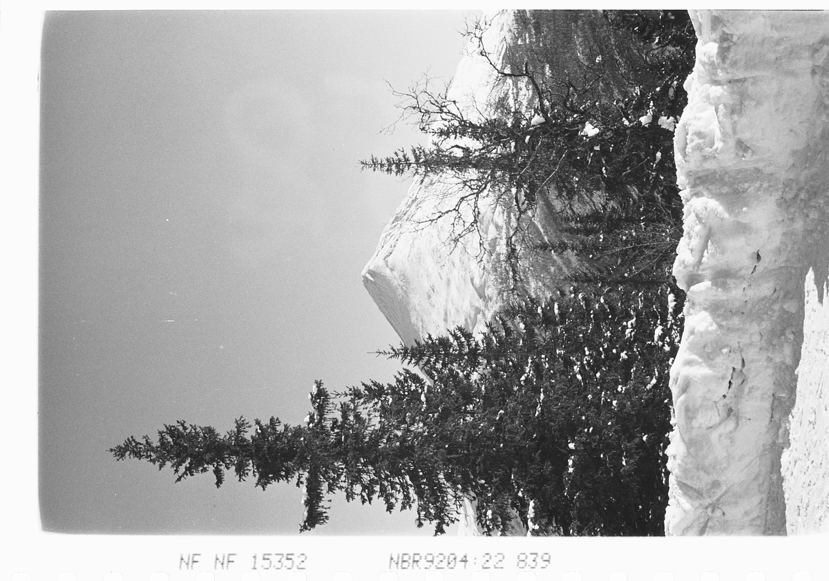 Anders Beer Wilse, Prot: Gaustatoppen med skog.