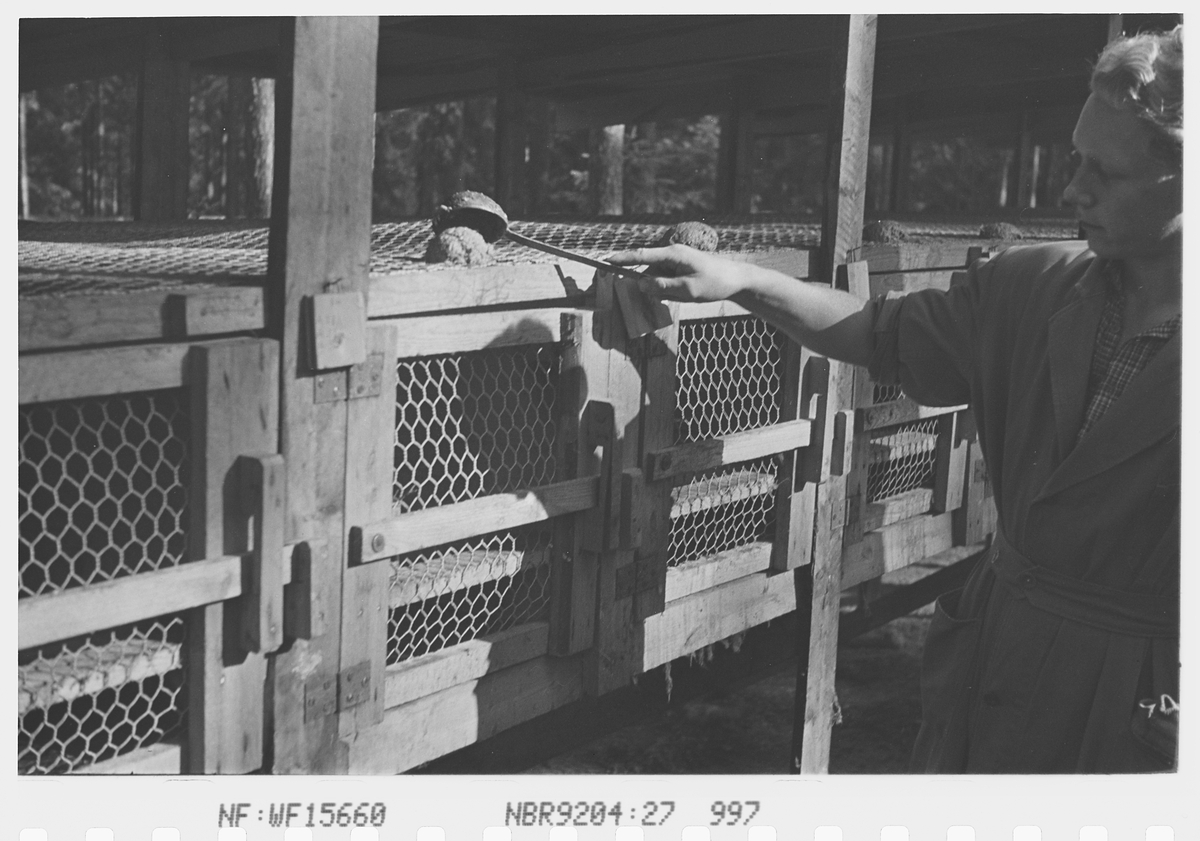 Anders Beer Wilse, Prot: Mink mates