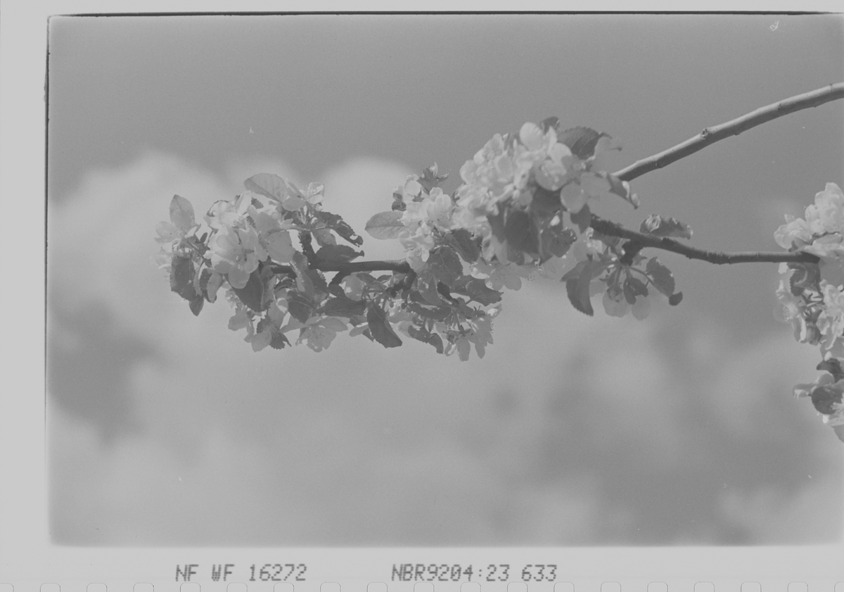 Anders Beer Wilse, Prot: dame fruktblomstgren