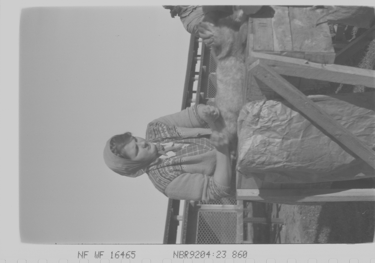 Anders Beer Wilse, Prot: Tandberg Revgård kjemming av dyr