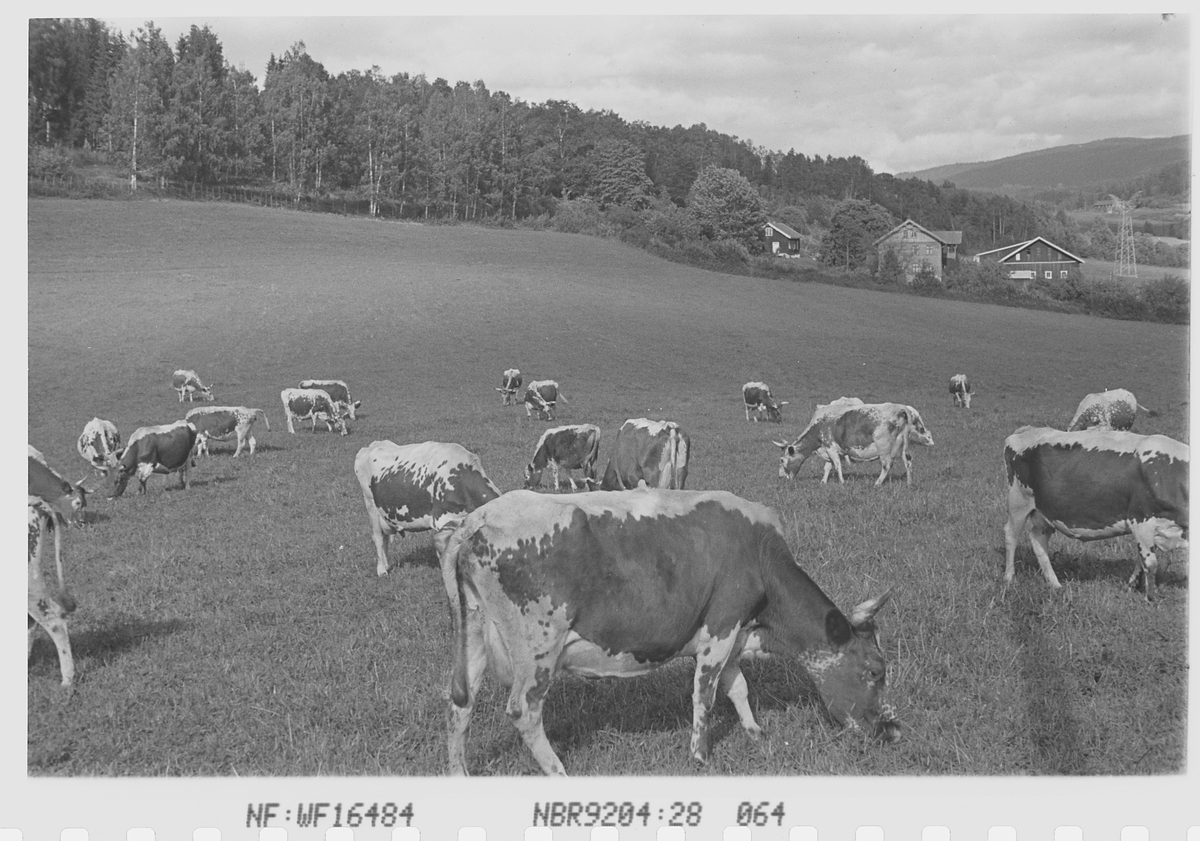 Anders Beer Wilse, Prot: Kreaturer Norderhov