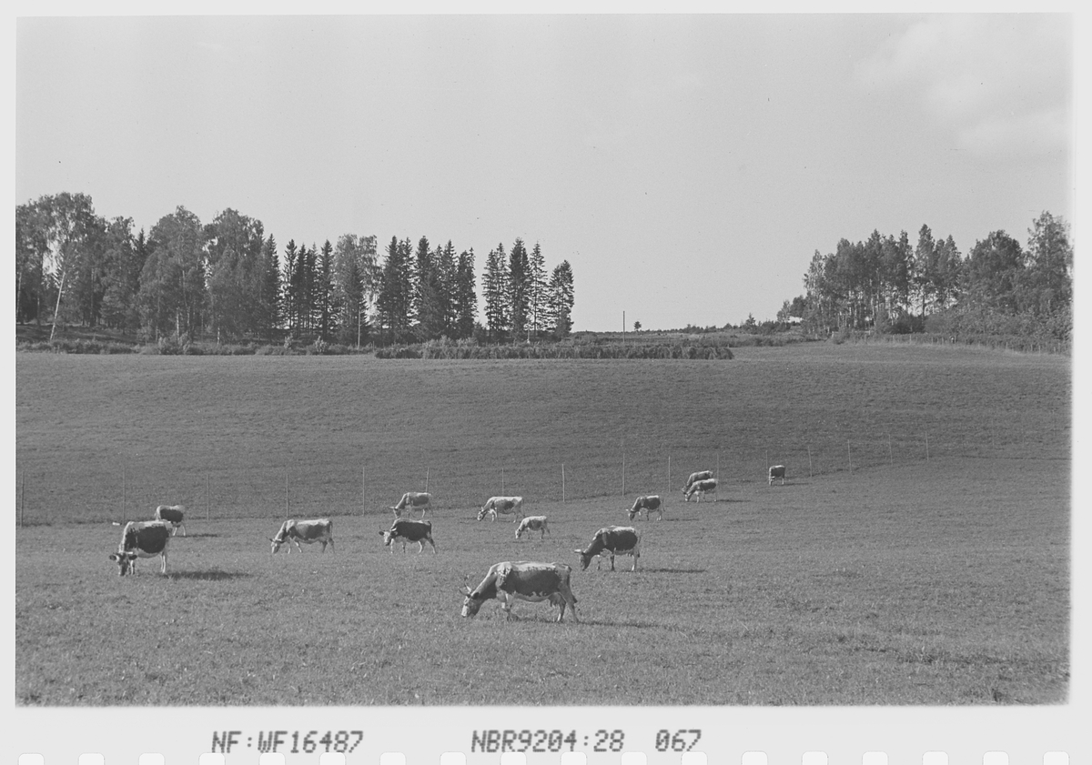 Anders Beer Wilse, Prot: Kreaturer Norderhov