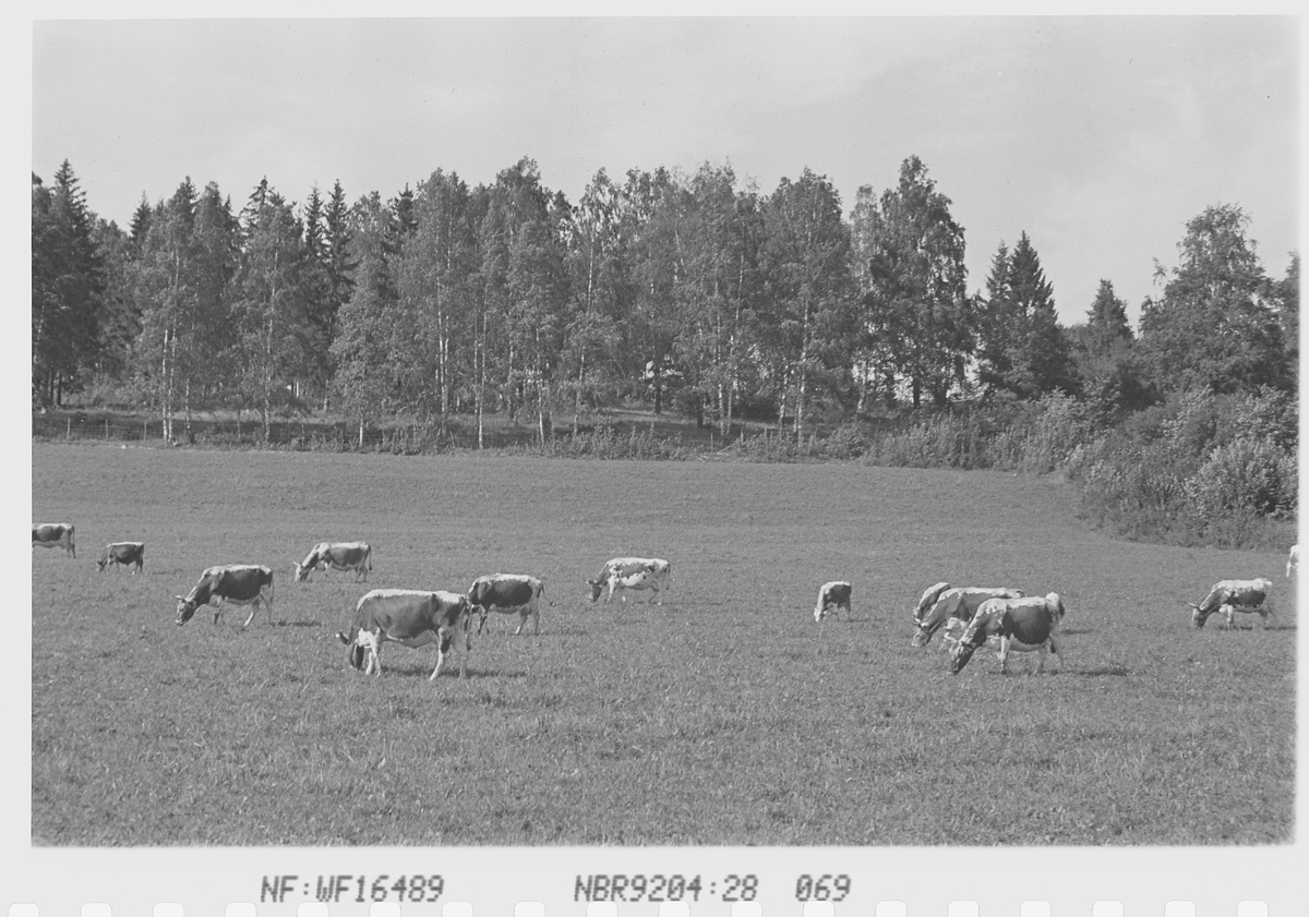 Anders Beer Wilse, Prot: Kreaturer Norderhov