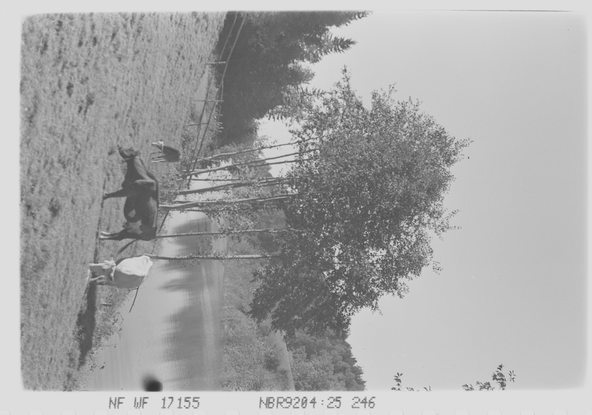 Anders Beer Wilse, prot: Kreaturer ved elven