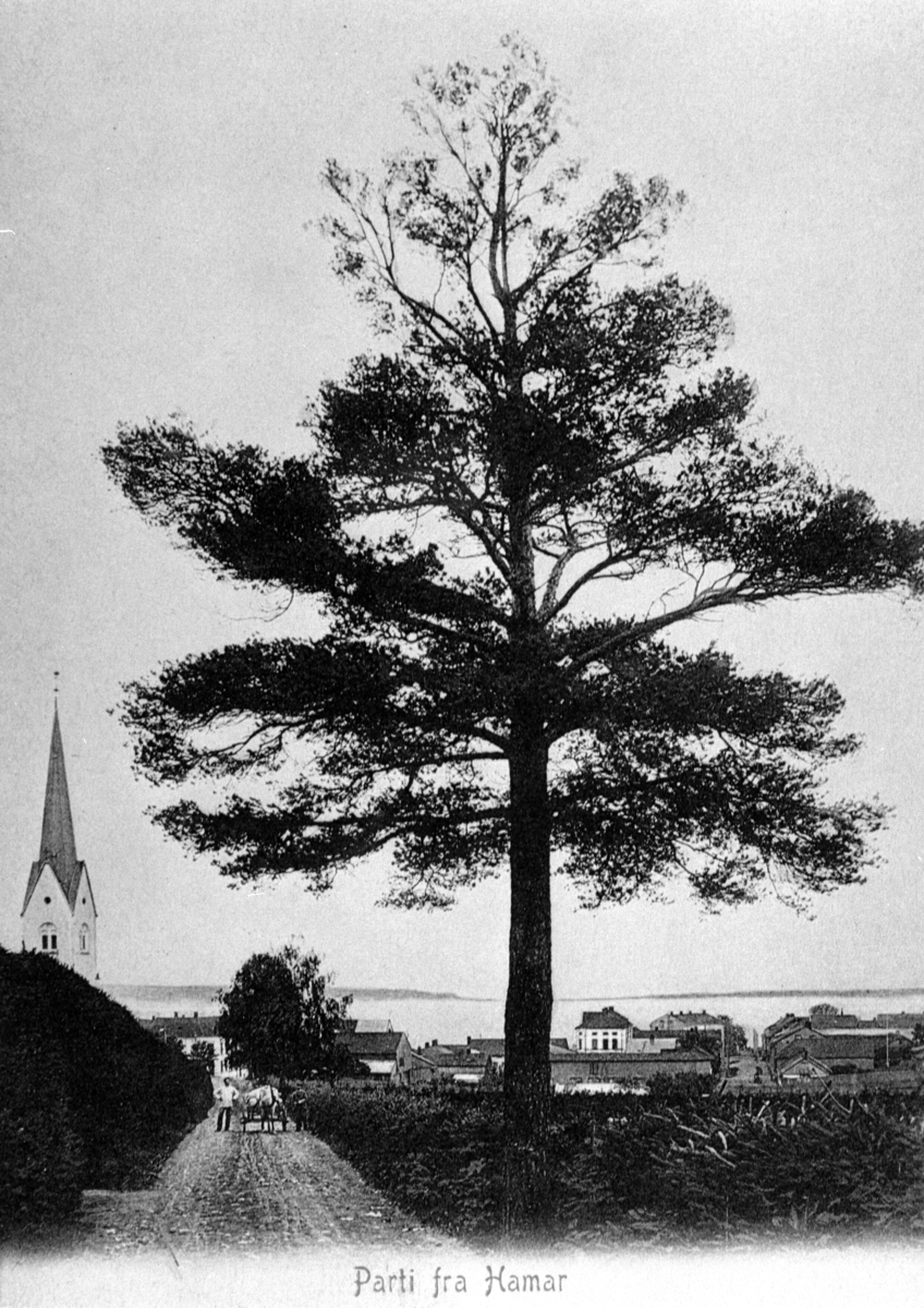 Anno Domkirkeodden, SAGATUNVEGEN, HAMAR DOMKIRKE, FURU. POSTKORT.