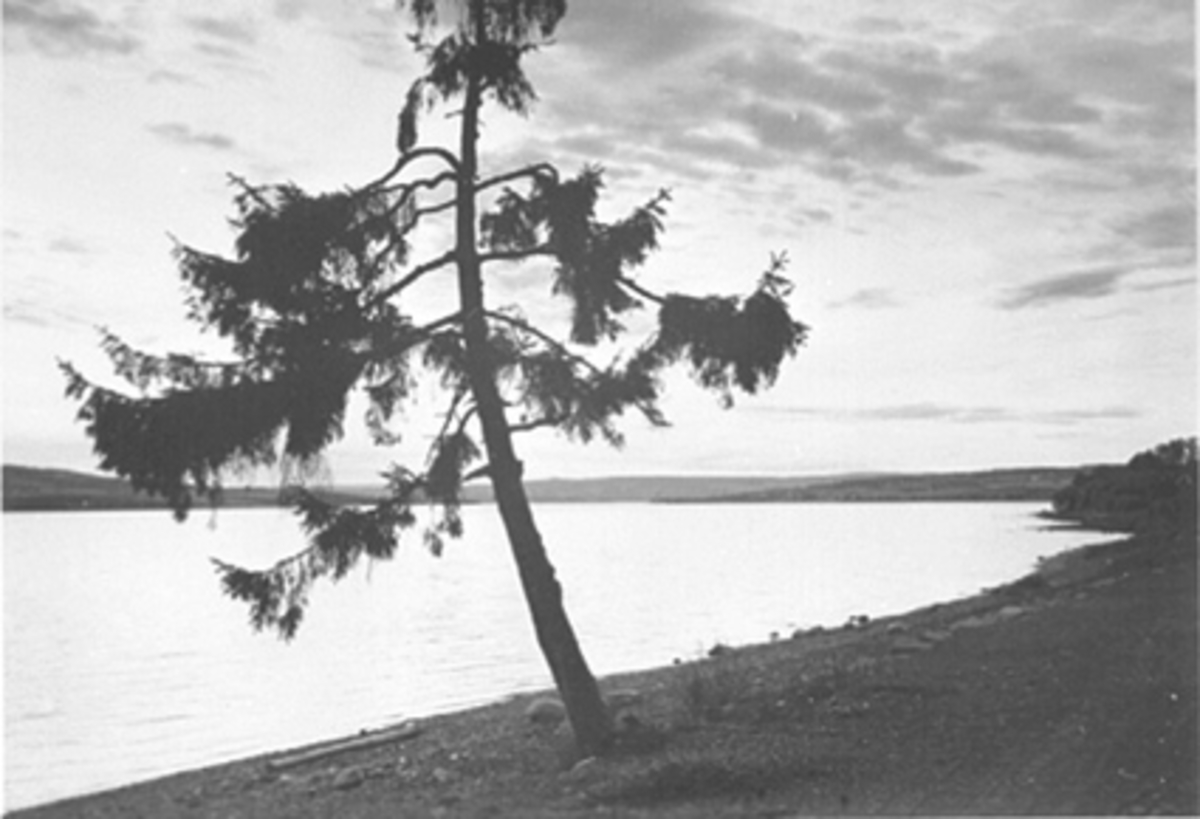 Anno Domkirkeodden, FURUA PÅ STORHAMARSTRANDA, STRANDPROMENADEN, MJØSA I BAKGRUNNEN