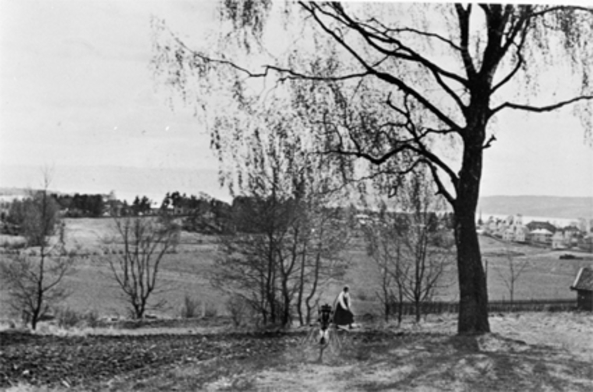 Anno Domkirkeodden, OVERSIKT, BØRSTADS GRUNN, TOPPEN AV HAUGEN BAK LYSGÅRDDr. Riise ønsket å kjøpe denne tomta, men det ble senerekjøp på Storhamar.