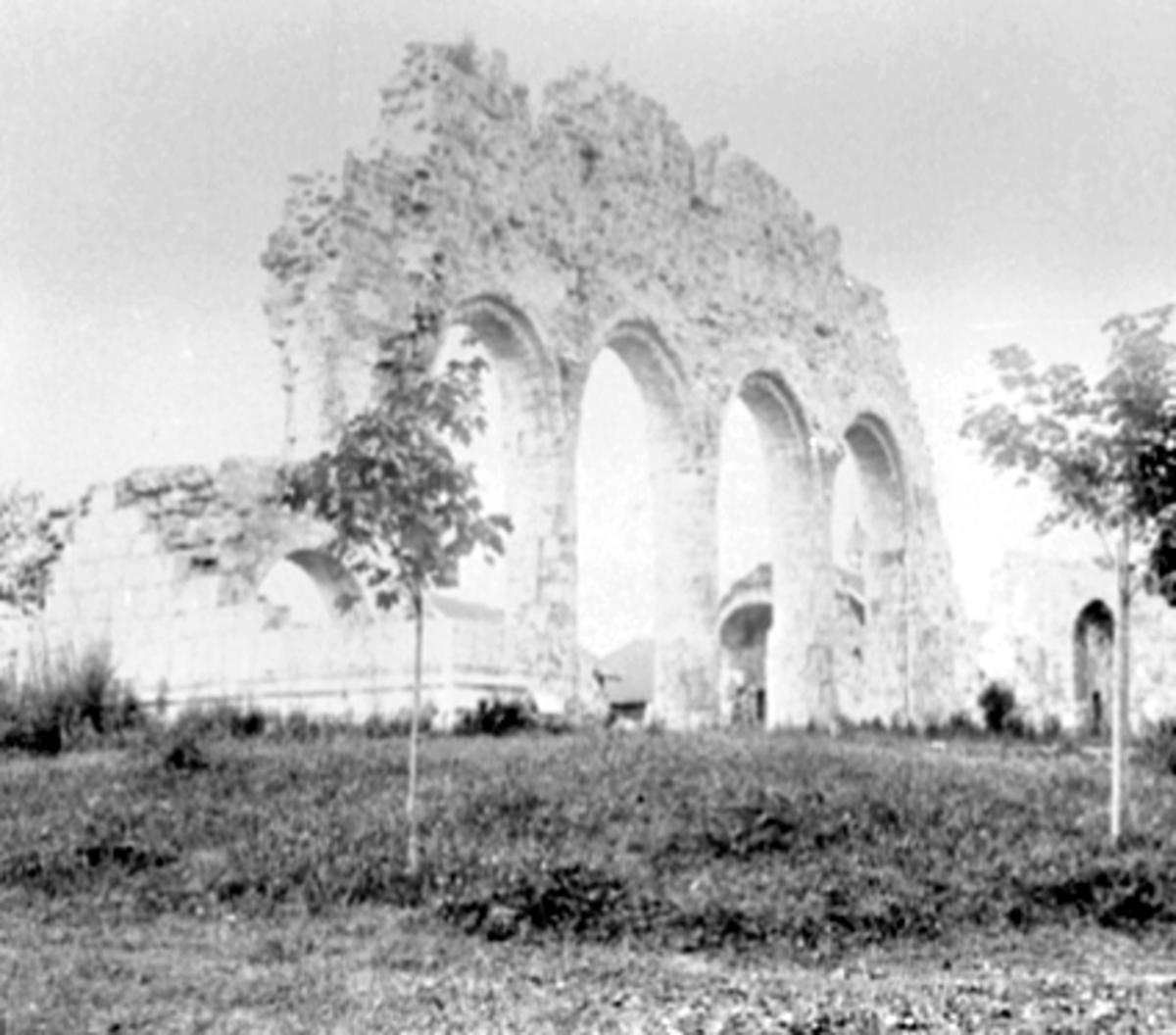 Anno Domkirkeodden, DOMKIRKERUINEN, NYPLANTA TRÆR, DOMKIRKEODDEN