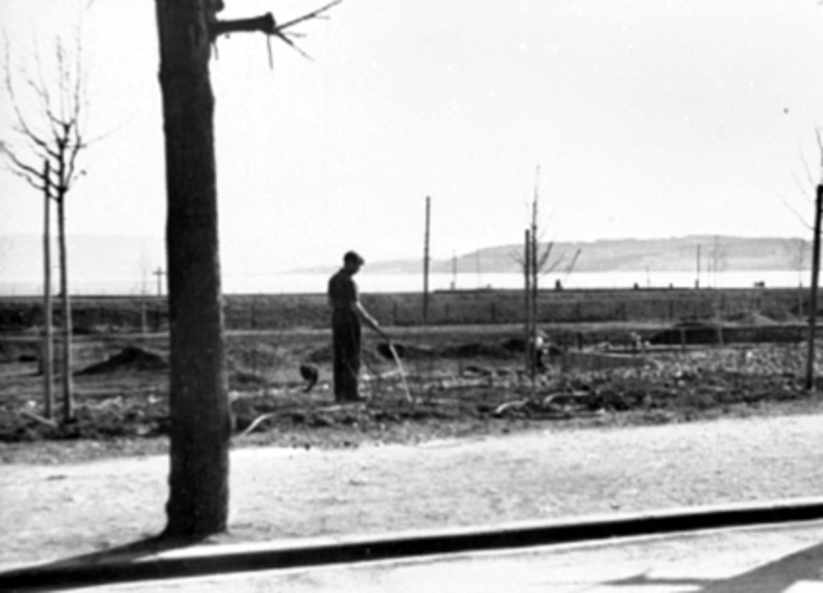 Anno Domkirkeodden, STRANDGATEPARKEN OPPARBEIDES, MANN M/VANNSLANGE