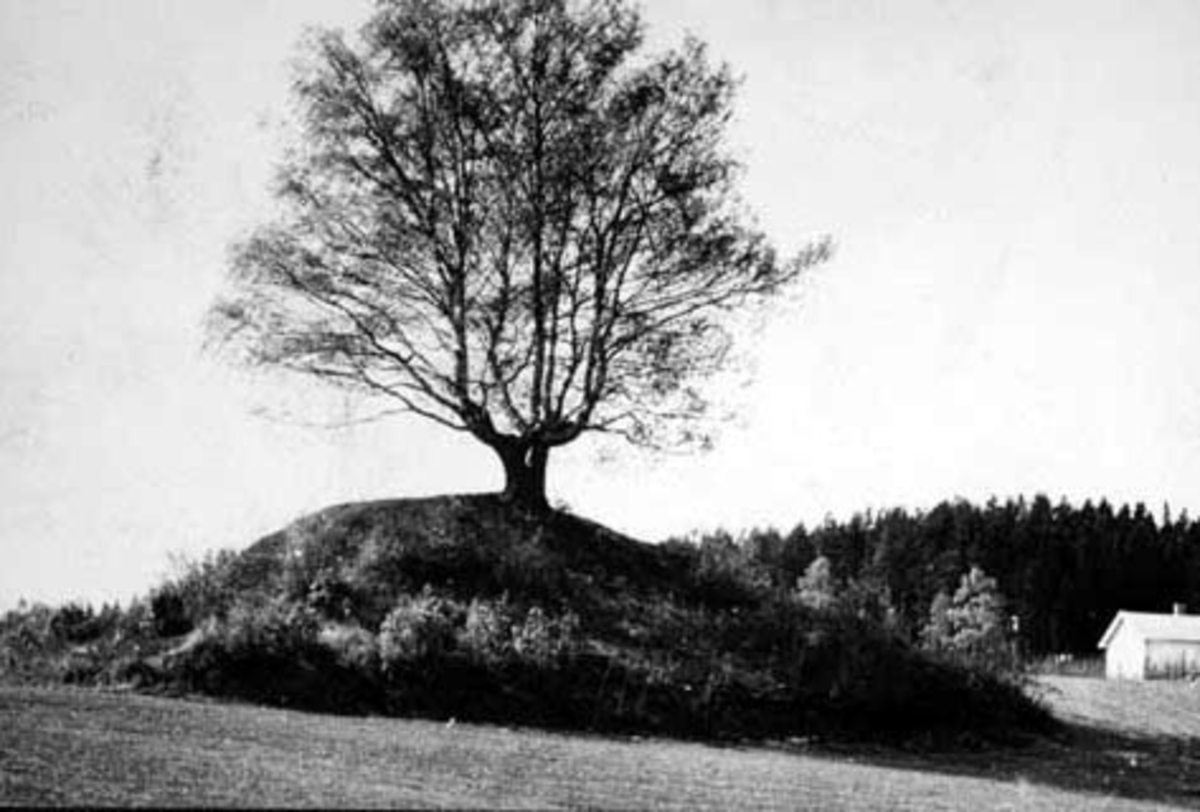 Anno Domkirkeodden, GRAVHAUGEN PÅ ALU VESTRE.