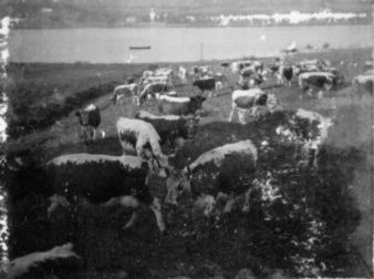 Anno Domkirkeodden, Kuer på beite på Toftes Gave, Nedre Sund, Helgøya. Nessundet og Mjøsa i bakgrunnen.