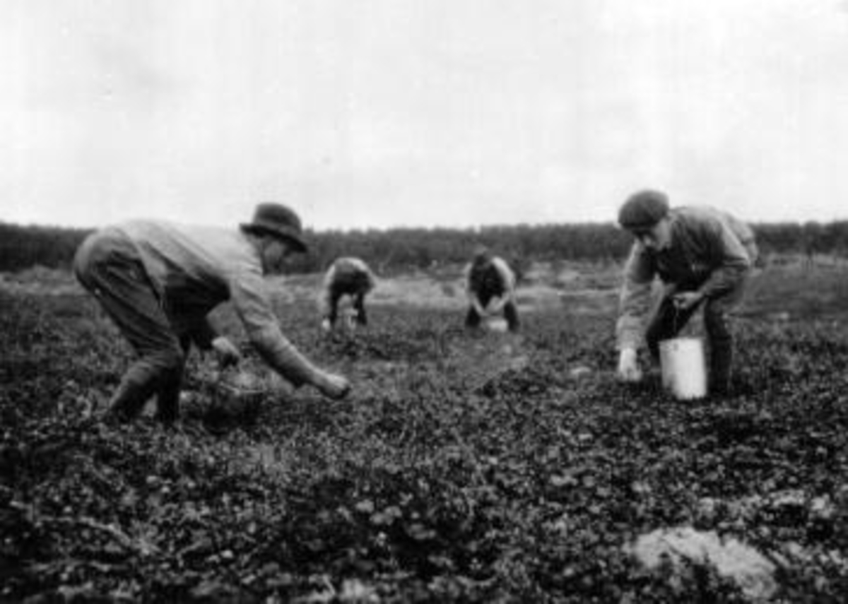 Anno Domkirkeodden, Multesanking. Trygve Solbakken, ukjent, Syvert Stueløkken, Kristian Stueløkken, ukjent med spann på multemyr.