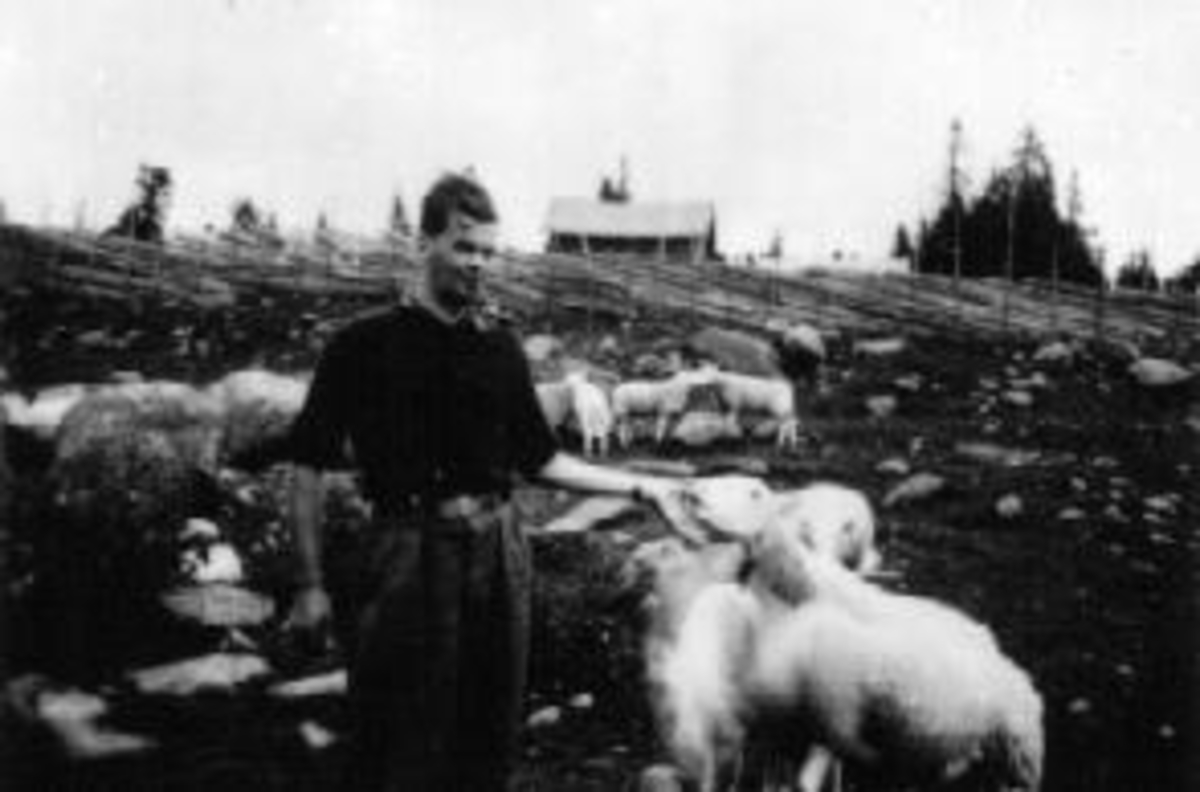 Anno Domkirkeodden, Sauer på setervangen på Løvlia. Seter for Mengshoel. Mons Skredshoel på nabobesøk hos Mengshoelsfolka.