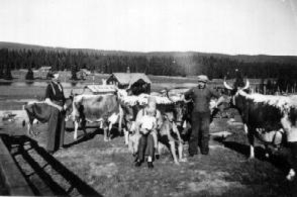 Anno Domkirkeodden, Voksne og barn foran Olshølen Meieri, Ringsaker Almenning. Flokk med kuer. Sigurd Hovland og Gudrun Hovland var sveisere på Olshølen.