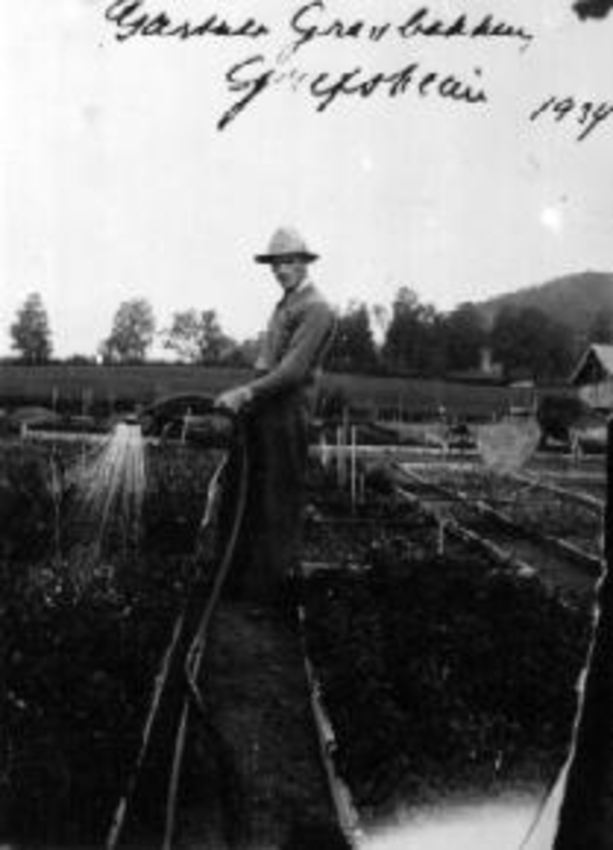 Anno Domkirkeodden, Gartner Grasbakken vanner i vekstbenker på Grefsheim, Nes, Hedmark.