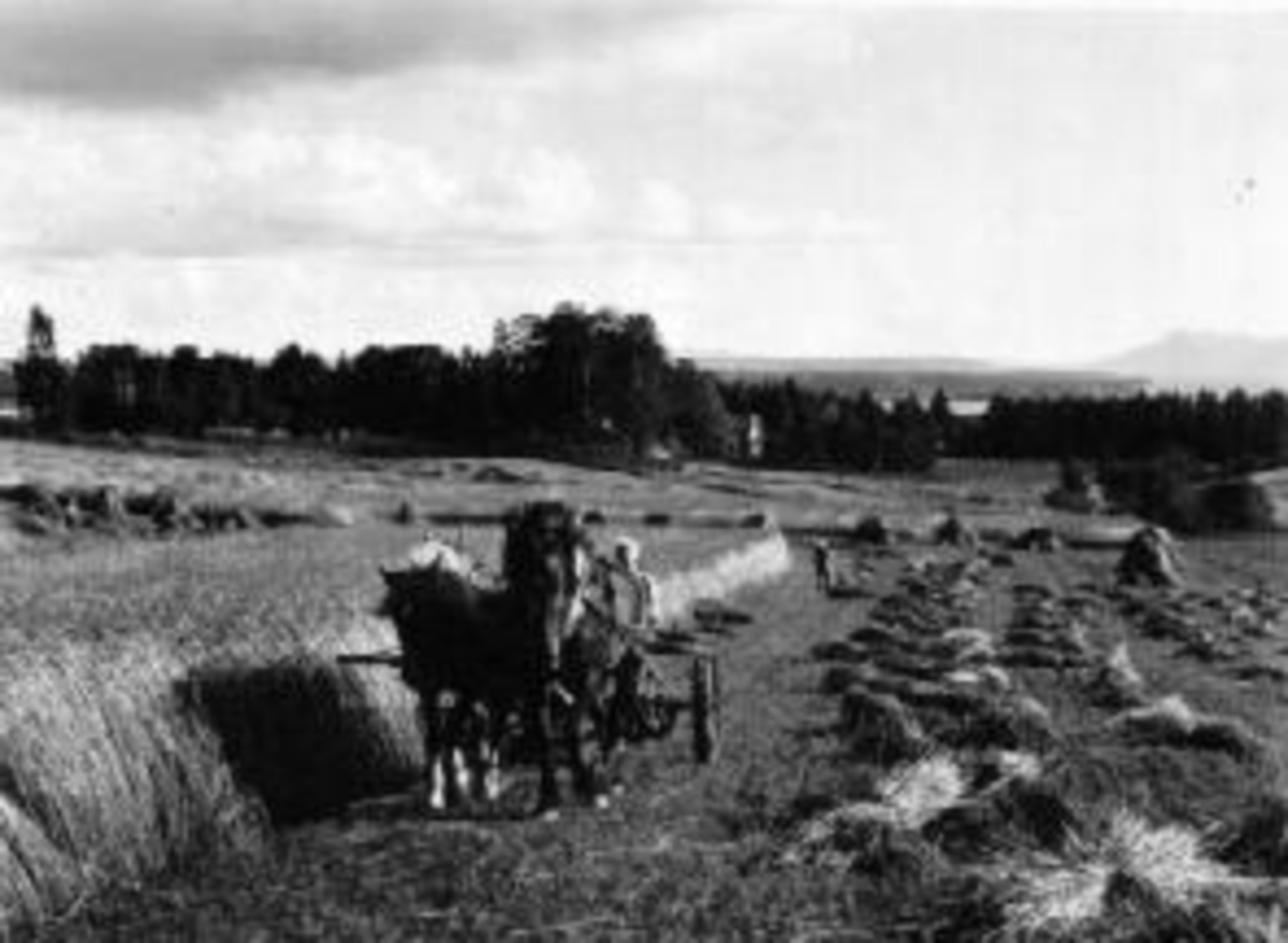 Anno Domkirkeodden, Skuronn. Tospann hester med slåmaskin. Kjørekar.