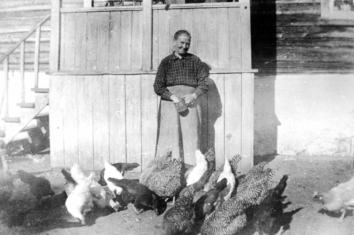 Anno Domkirkeodden, Karoline Olsdatter Røisli (1861-1938) forer hønene sine. Helgøya.